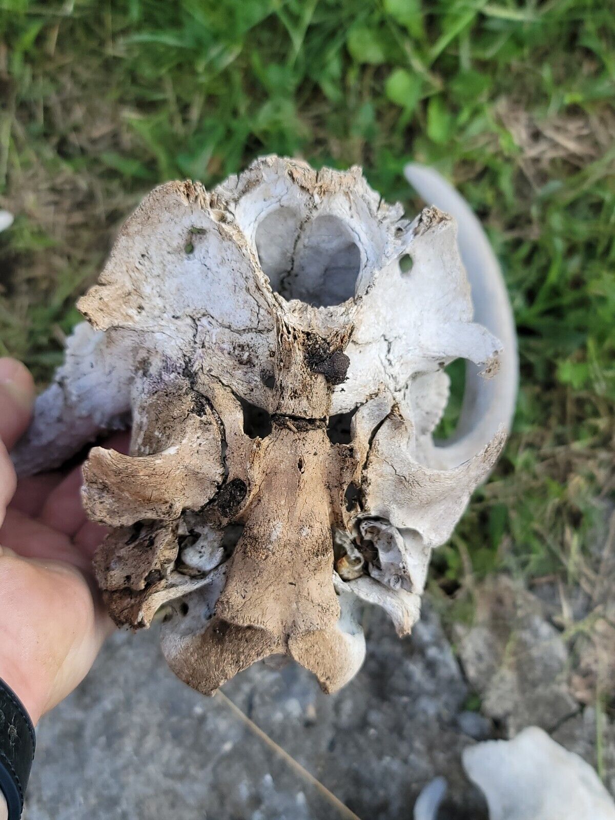 White  WORLD  SHEDS WHITETAIL DEER ANTLERS