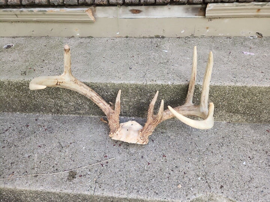 10 Point Whitetail Deer Antler Shed Mount Antlers Decor Buck Cabin Knife Tines