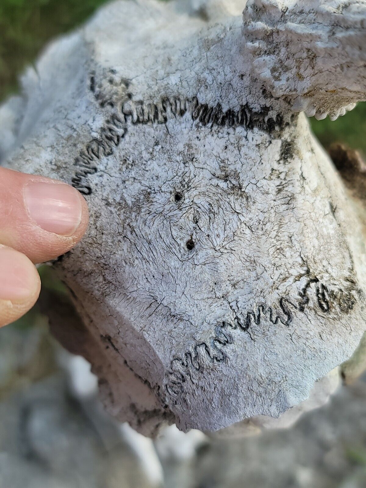 White  WORLD  SHEDS WHITETAIL DEER ANTLERS