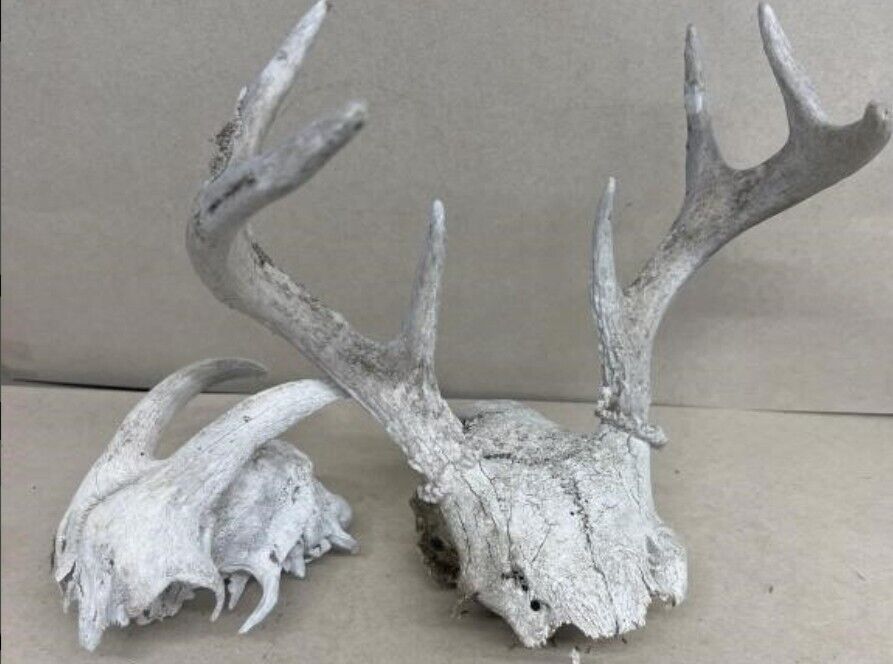 White  WORLD  SHEDS WHITETAIL DEER ANTLERS