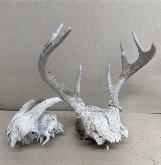 White  WORLD  SHEDS WHITETAIL DEER ANTLERS