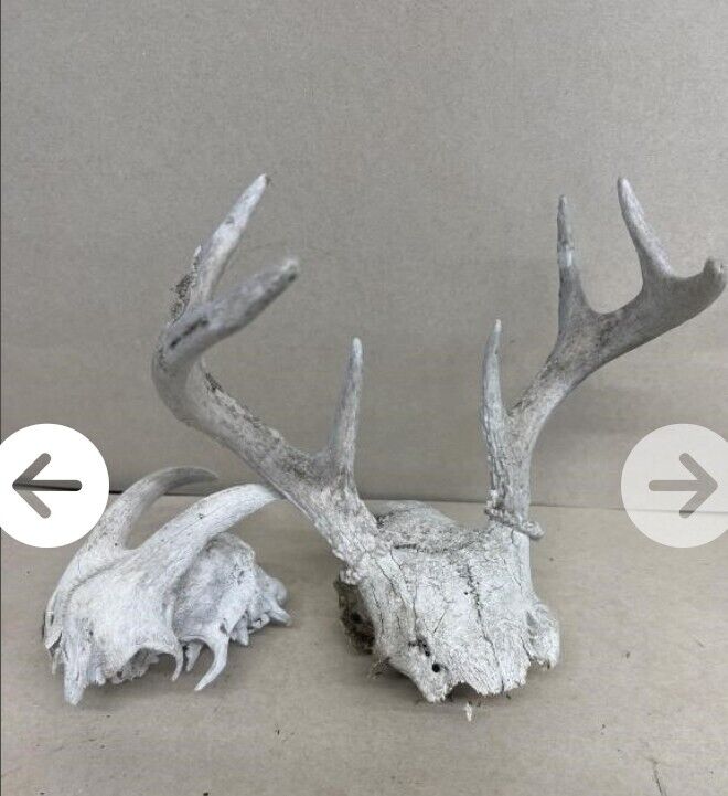 White  WORLD  SHEDS WHITETAIL DEER ANTLERS