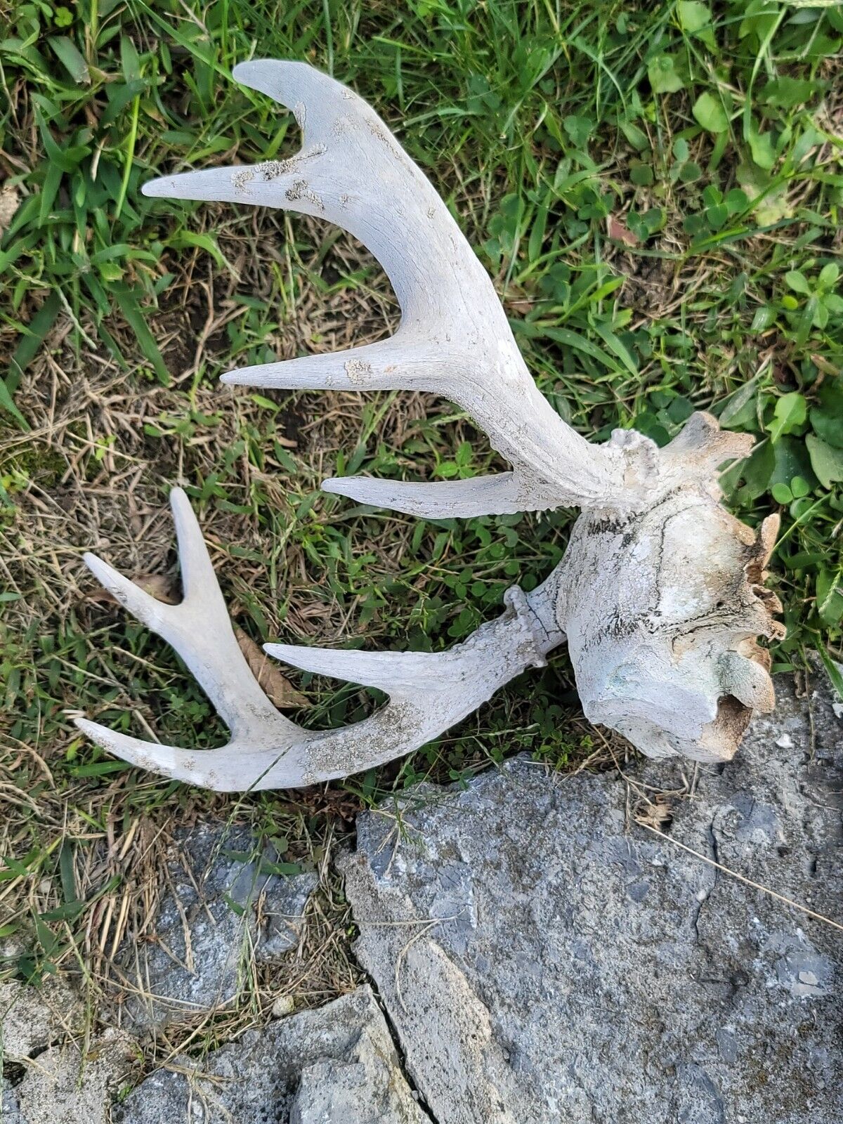 White  WORLD  SHEDS WHITETAIL DEER ANTLERS