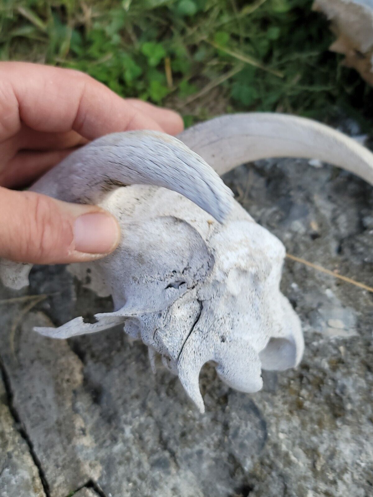 White  WORLD  SHEDS WHITETAIL DEER ANTLERS