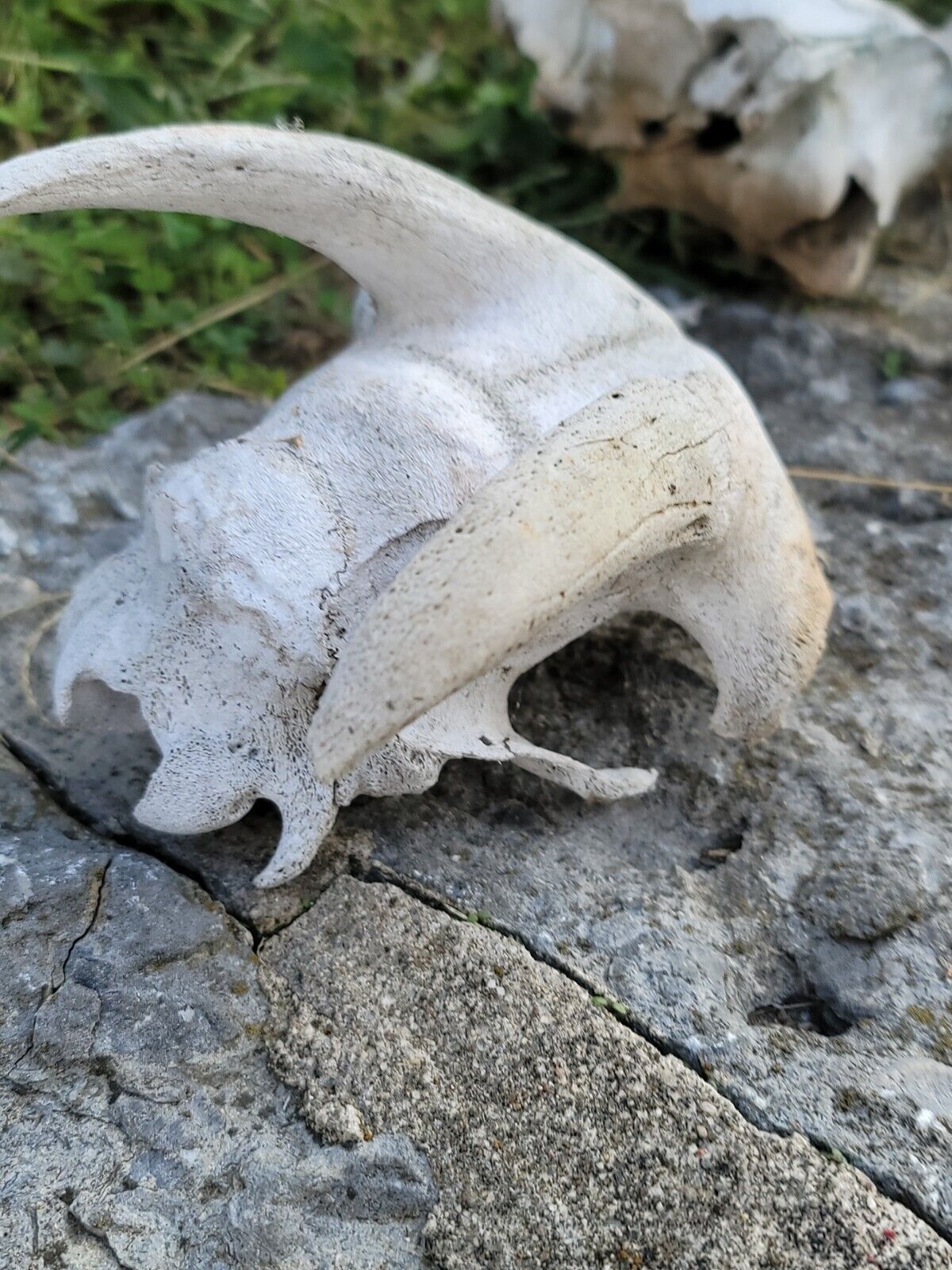 White  WORLD  SHEDS WHITETAIL DEER ANTLERS