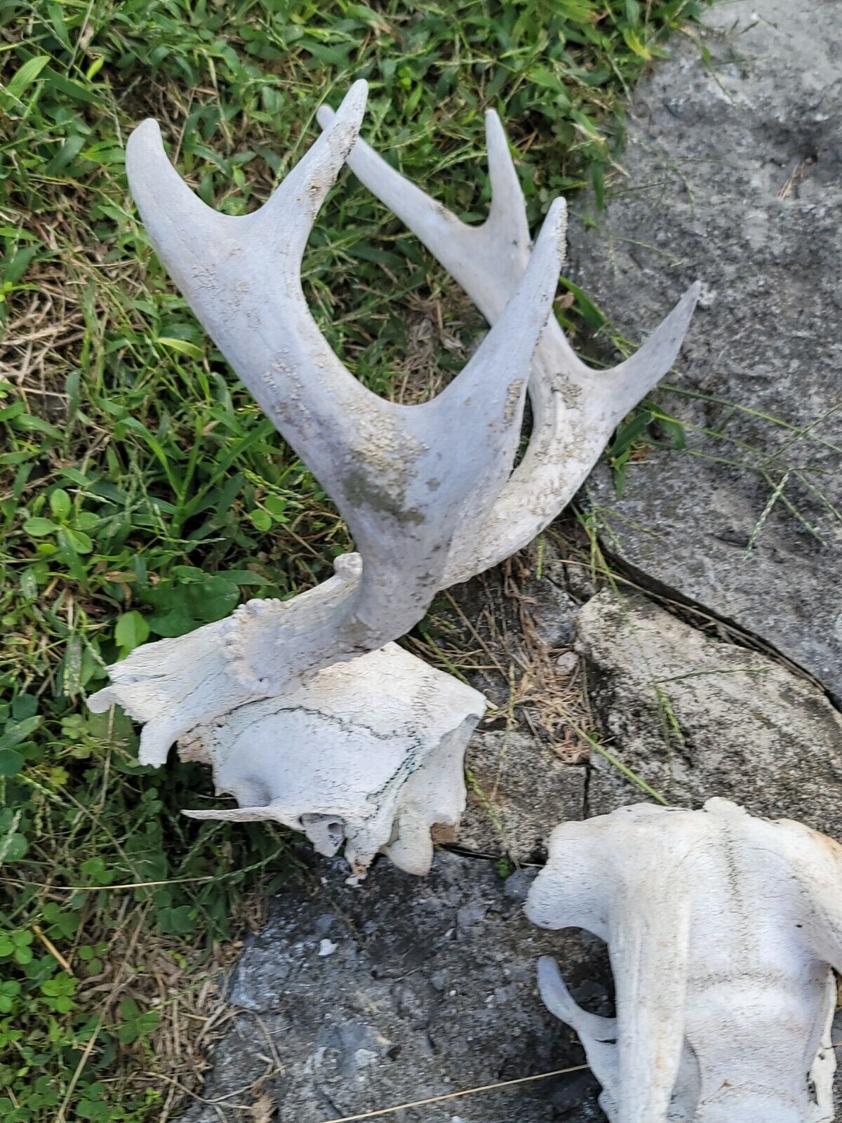 White  WORLD  SHEDS WHITETAIL DEER ANTLERS