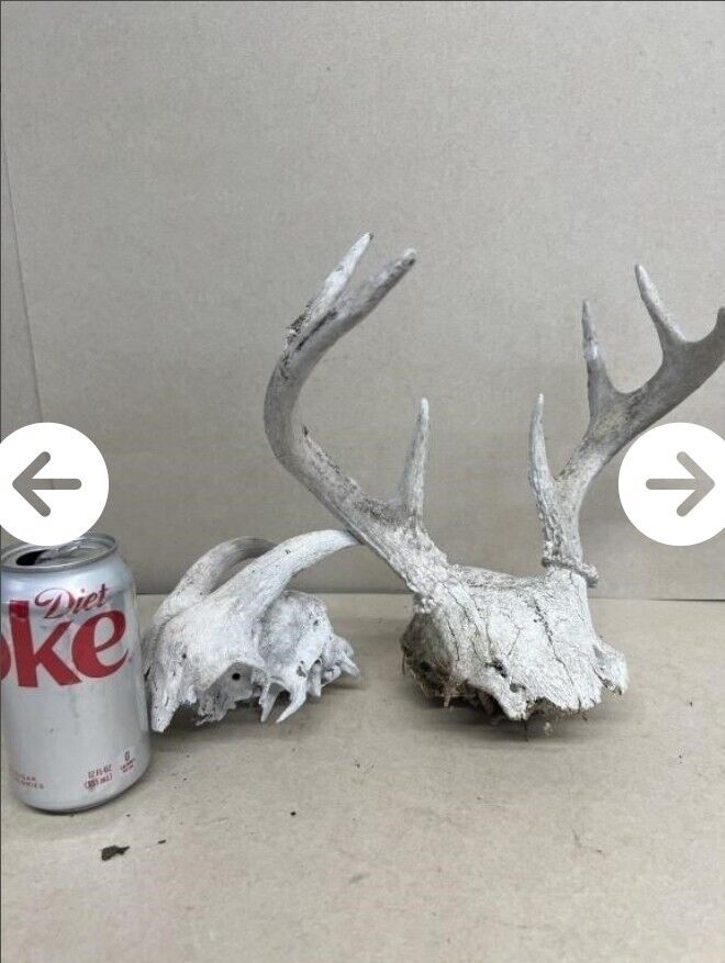 White  WORLD  SHEDS WHITETAIL DEER ANTLERS