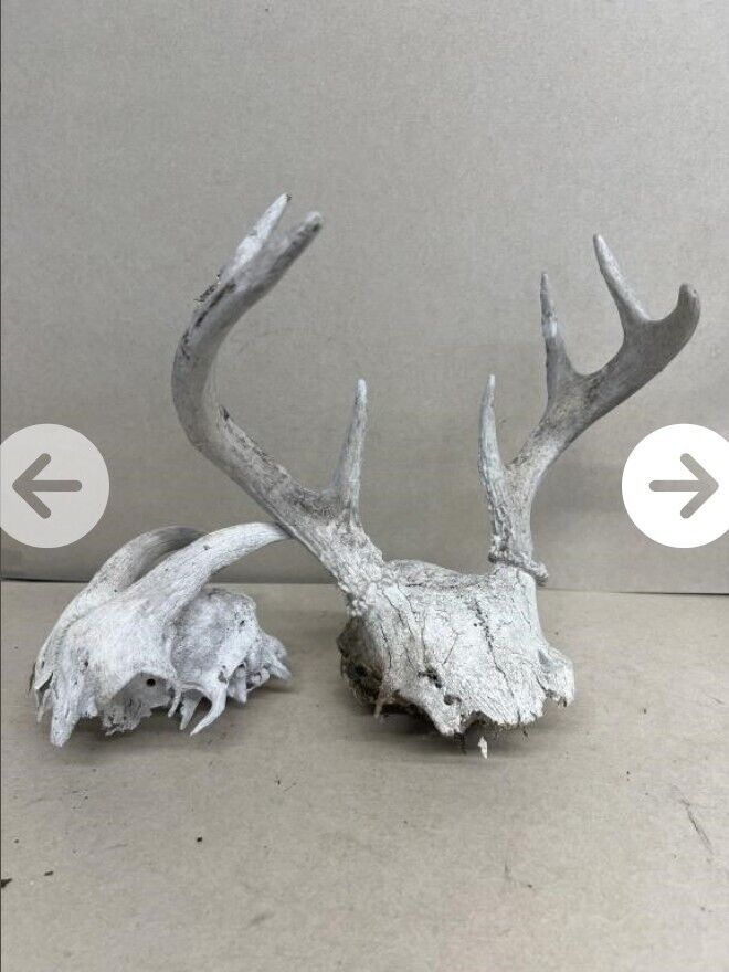 White  WORLD  SHEDS WHITETAIL DEER ANTLERS