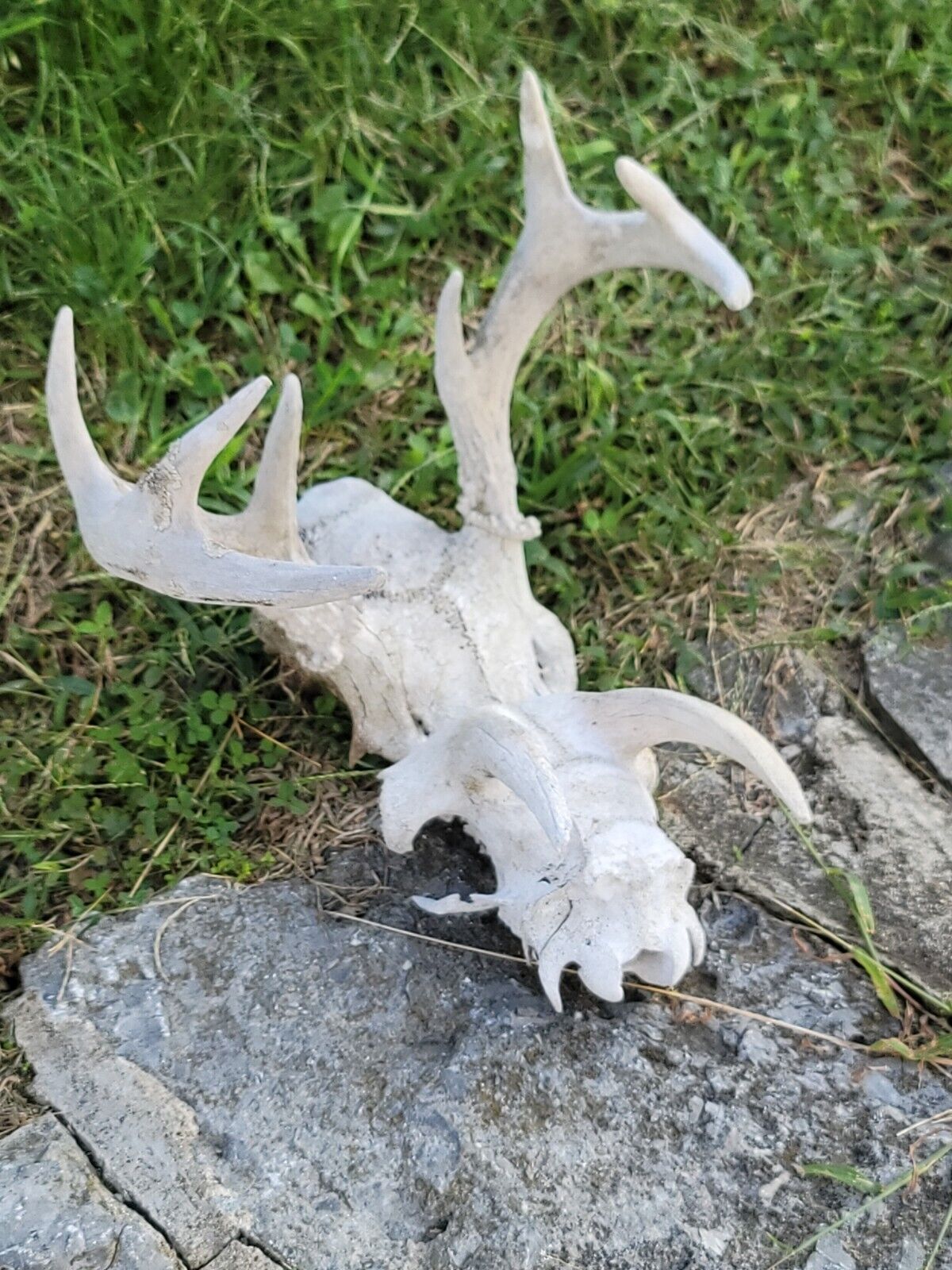 White  WORLD  SHEDS WHITETAIL DEER ANTLERS