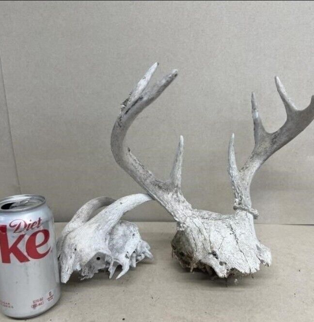 White  WORLD  SHEDS WHITETAIL DEER ANTLERS