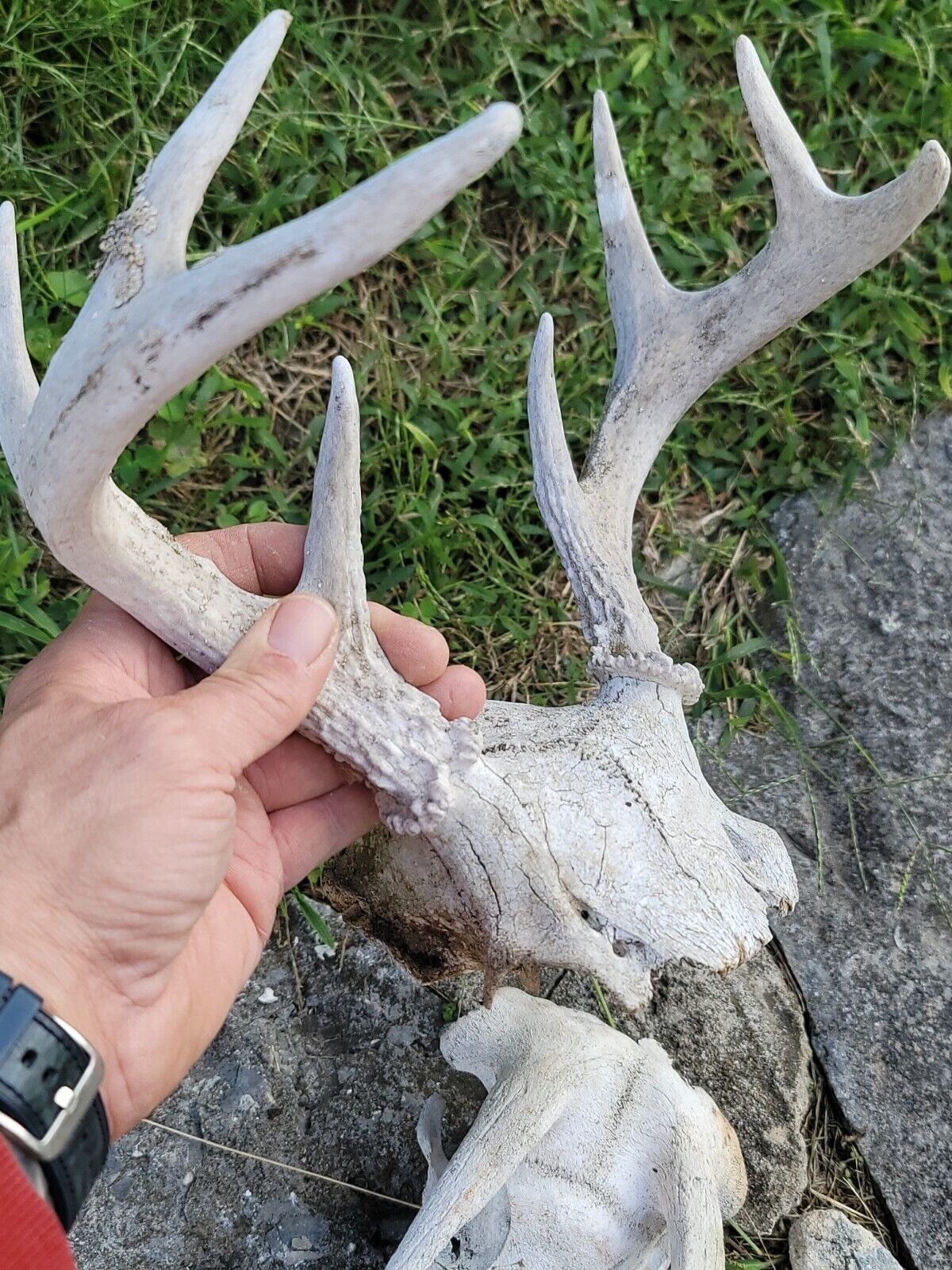 White  WORLD  SHEDS WHITETAIL DEER ANTLERS