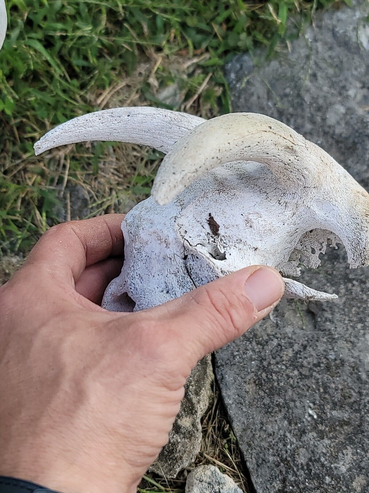 White  WORLD  SHEDS WHITETAIL DEER ANTLERS